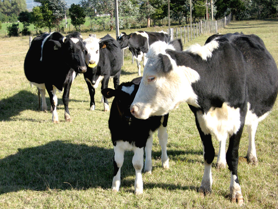 Vacas Lecheras Holandesas De Casa Grande
